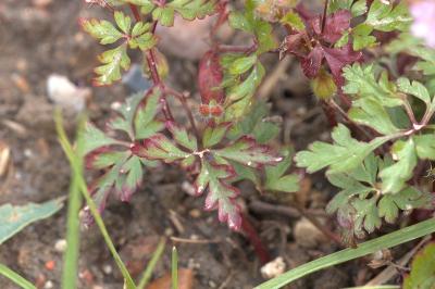Géranium pourpre