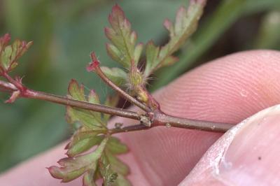 Géranium pourpre