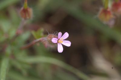 Géranium pourpre