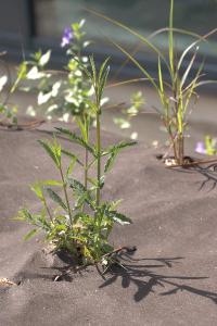 Verveine
