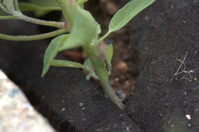 Chénopode blanc