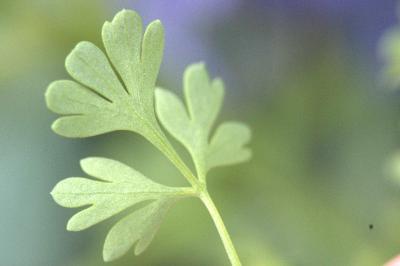 Fumeterre officinale