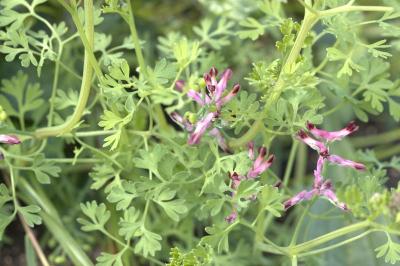 Fumeterre officinale
