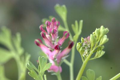 Fumeterre officinale