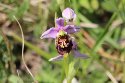Ophrys bourdon