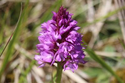 Orchis pyramidal