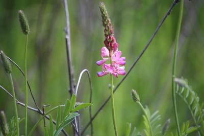 Sainfoin