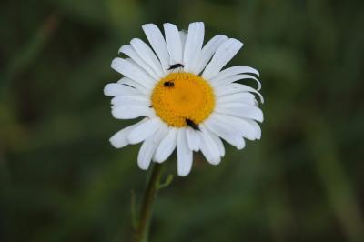 Marguerite commune