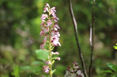 Orchis pourpre