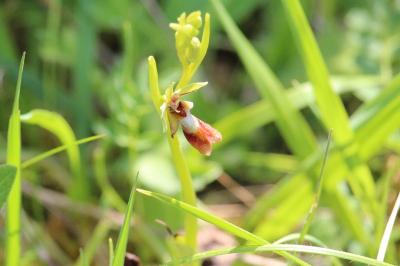 Ophrys mouche