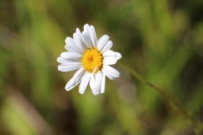 Marguerite commune