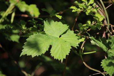 Houblon grimpant