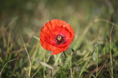 Coquelicot
