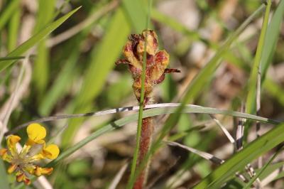 Orobanche grêle