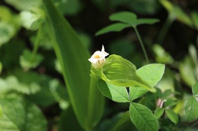 Céphalanthère à grandes fleurs