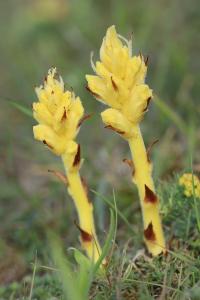 Orobanche du thym