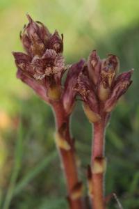 Orobanche du thym