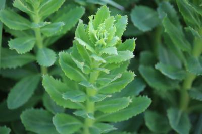 Herbe de saint Jean