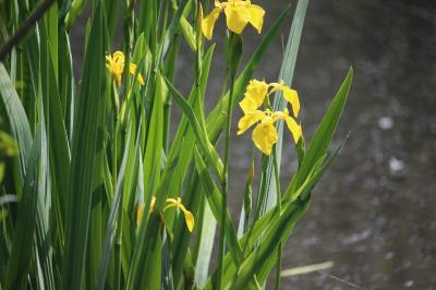 Iris faux acore