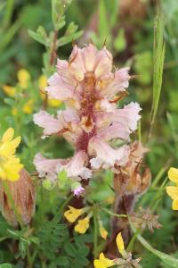 Orobanche violette