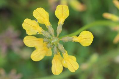 Hippocrepis à toupet