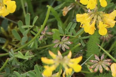 Hippocrepis à toupet