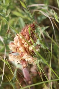 Orobanche violette