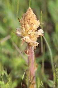 Orobanche de la picride