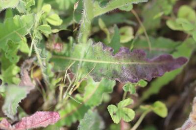 Orobanche de la picride