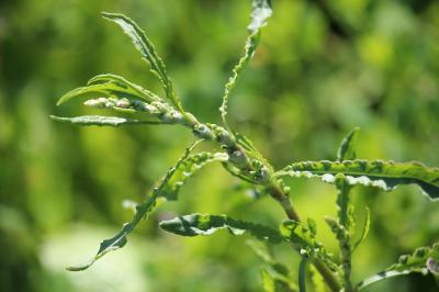 <i>Rumex</i>