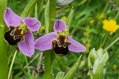 Ophrys abeille