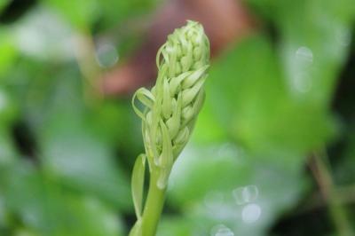 Orchis bouc