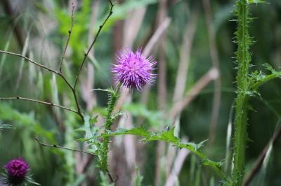 <i>Cirsium</i>