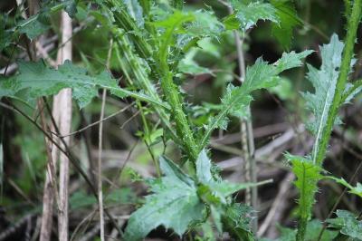 <i>Cirsium</i>