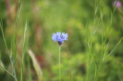 Bleuet