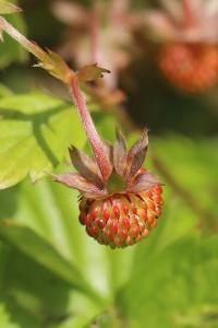 Fraisier sauvage