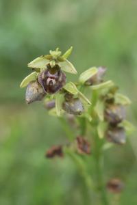 Ophrys araignée