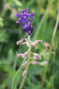 Muscari à toupet