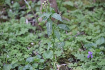 Mercuriale annuelle