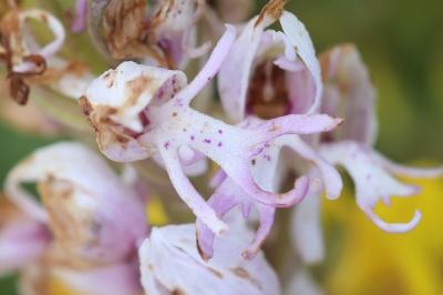 Orchis singe