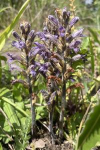 Orobanche pourprée