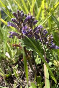 Orobanche pourprée