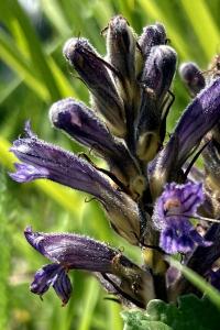 Orobanche pourprée