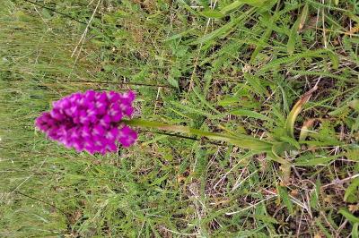Orchis pyramidal