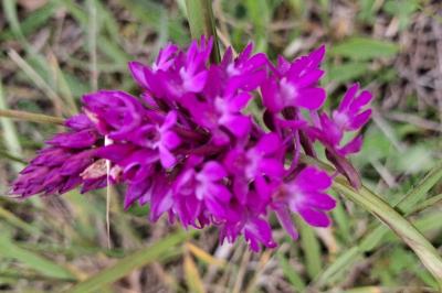 Orchis pyramidal