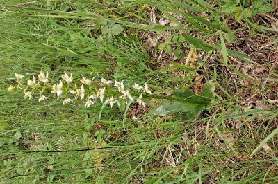 Orchis verdâtre