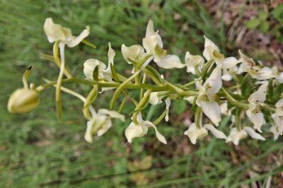 Orchis verdâtre