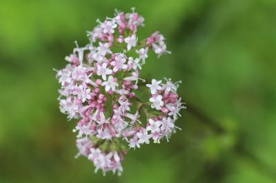 Valériane officinale