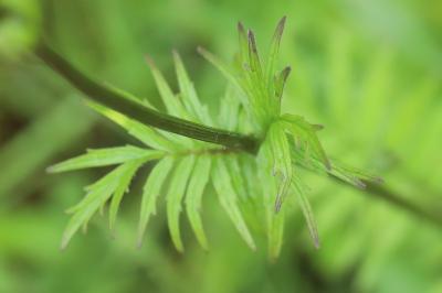 Valériane officinale