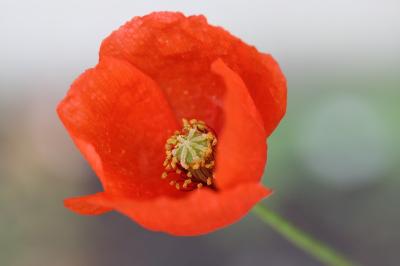Coquelicot
